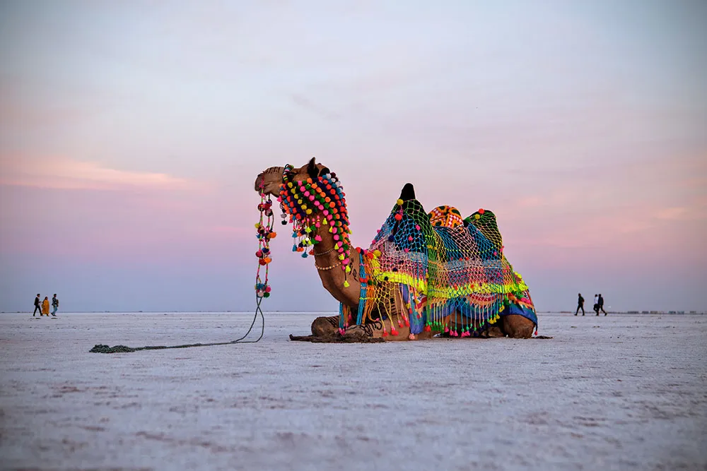 Cultural Shows in Kutch Gujarat