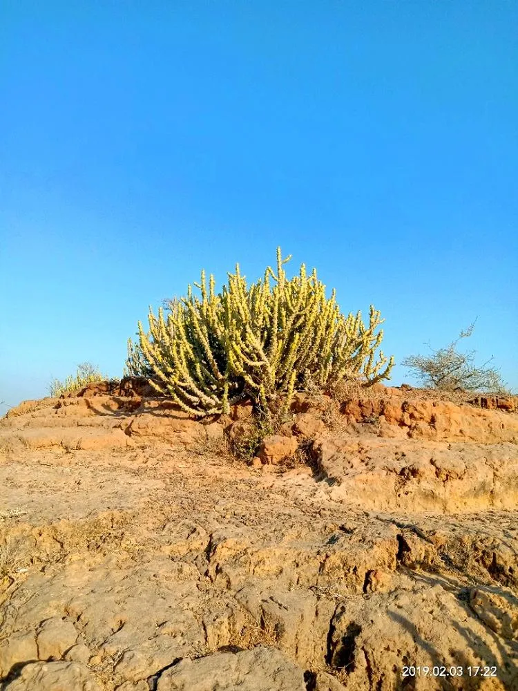 Kutch landscape gallery photo