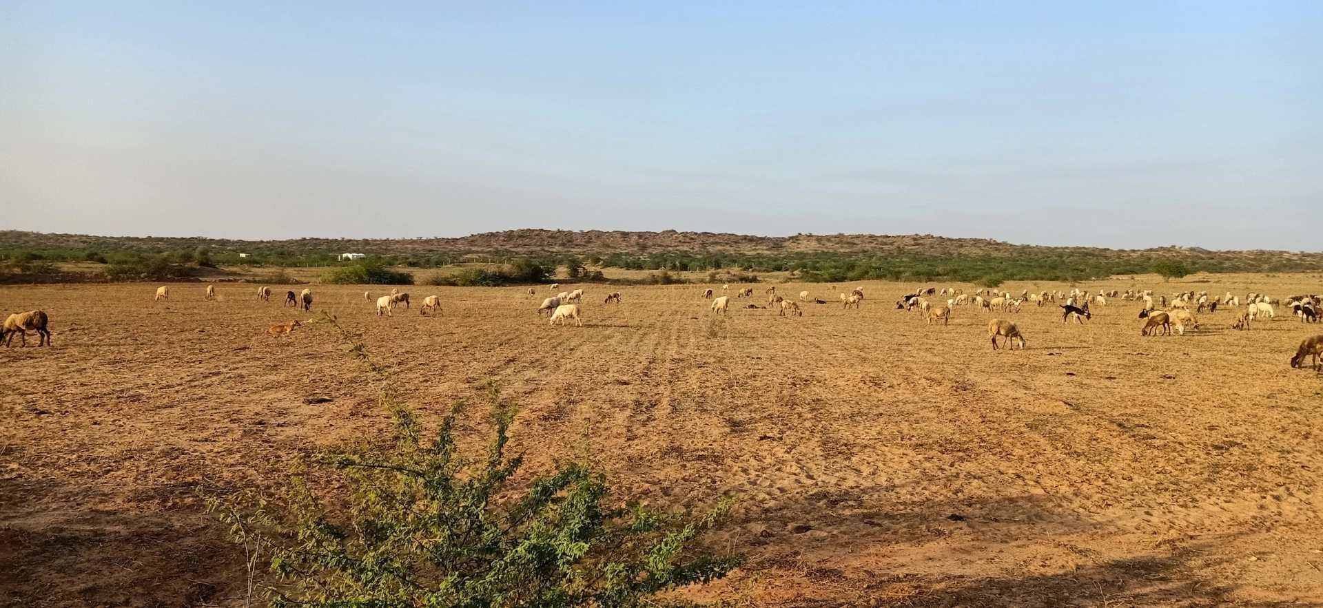 Cattle in the Kutch countryside