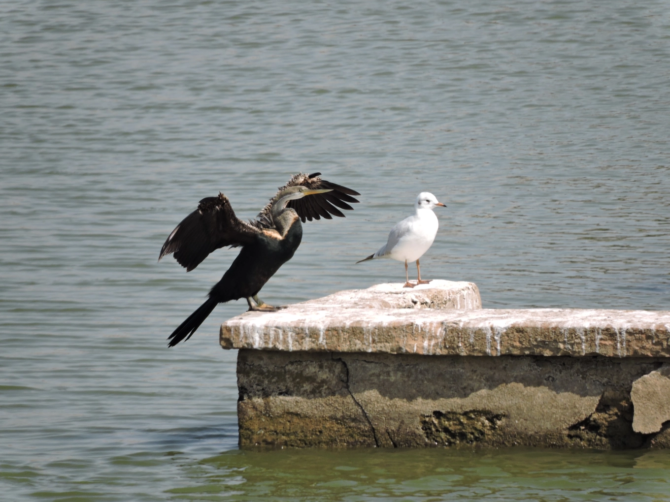 Mandvi beach in Kutch Gujarat