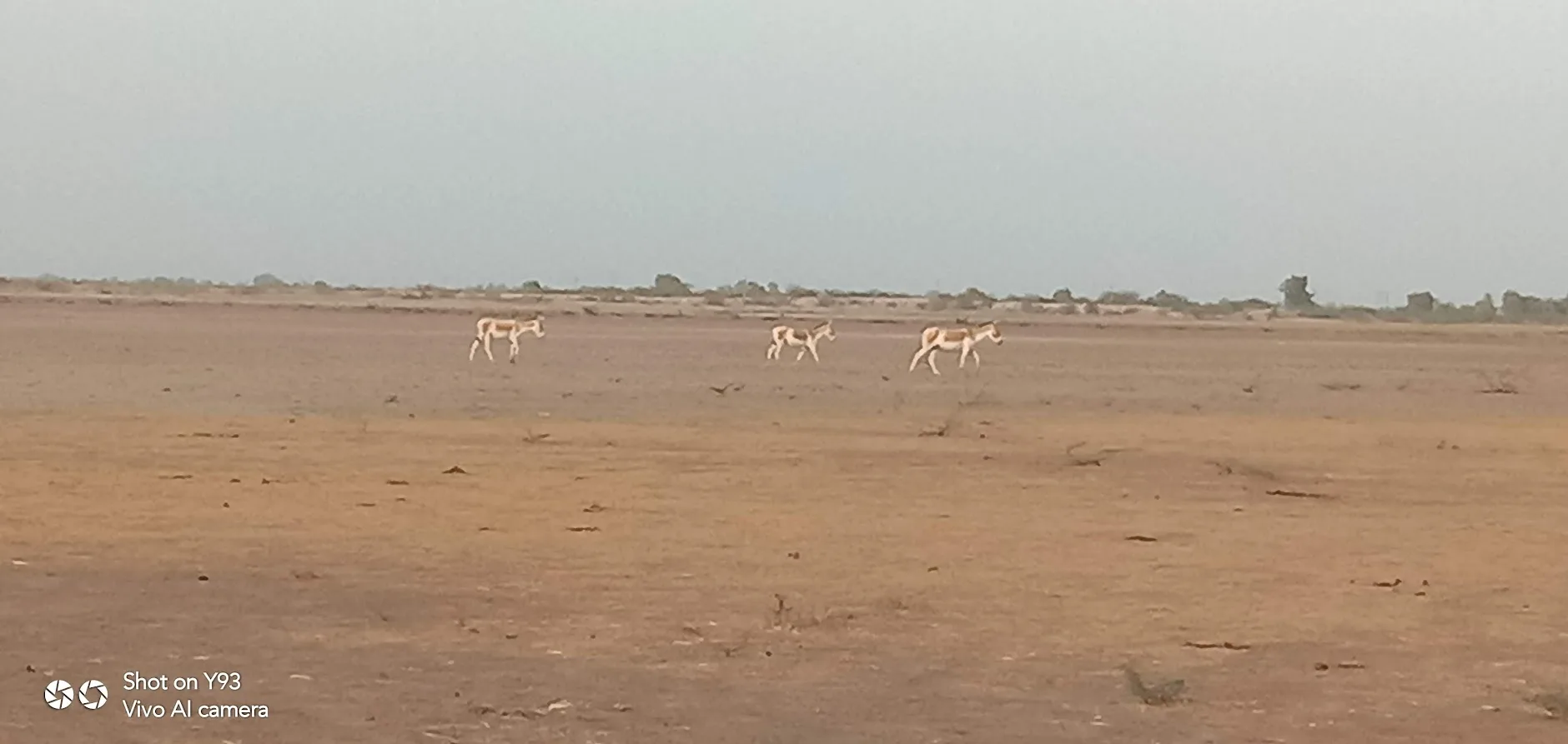 Kutch landscape gallery photo