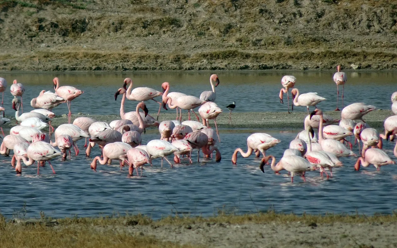 Chaari Dhand Wetland in Kutch Gujarat
